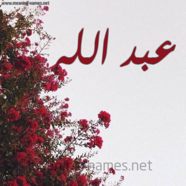 شكل 18 صوره الورد الأحمر للإسم بخط رقعة صورة اسم عبد الله Abd-allah